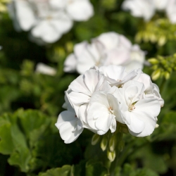 White Geranium seeds – Pelargonium - 10 seeds