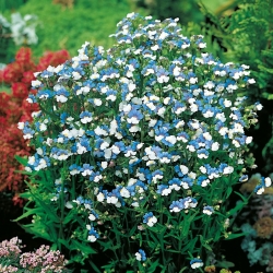 Семена Nemesia Blue & White - Немезия струмоза - 3250 семян - Nemesia strumosa - семена