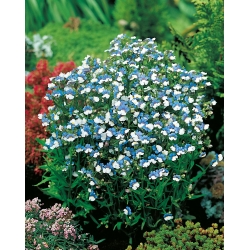 Nemesia Blue & White seeds - Nemesia strumosa - 3250 semillas
