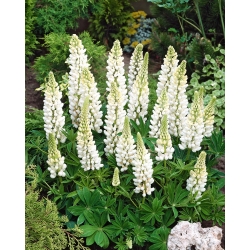 Lupine Noble Maiden seeds - Lupinus polyphyllus - 90 seeds