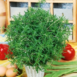 Летние соленые семена - Satureja hortensis - 2600 семян