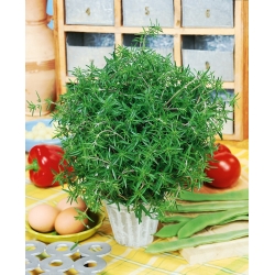 Насіння літніх чабер - Satureja hortensis - 2600 насіння