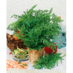 Harilik köömen - 350 seemned - Carum carvi