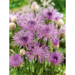American Basketflower, semințe americane Star-Thistle - Centaurea americana - 65 de semințe