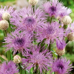American Basketflower, semințe americane Star-Thistle - Centaurea americana - 65 de semințe