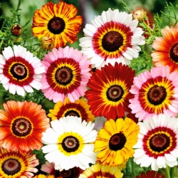 Painted Daisy Tricolour Rainbow Mix seeds - Chrysanthemum carinatum - 750 seeds