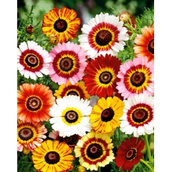 Malet Daisy Tricolor Rainbow Mix frø - Chrysanthemum carinatum - 750 frø
