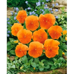 三色堇橙色太阳种子 - 中提琴x wittrockiana  -  320种子 - Viola x wittrockiana  - 種子
