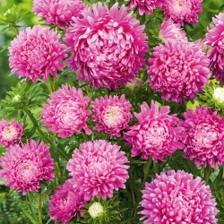 Cüce Aster Milady Gül tohumları - Callistephus chinensis - 500 seeds