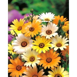 Glandular Cape marigold, Namaqualand daisy, Orange Namaqualand daisy, Dimorphoteca sinuata syn. Dimorphoteca aurantiaca - 450 frø - Dimorphotheca aurantiaca
