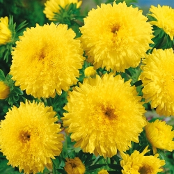 Yellow chinese "Princess" aster - 500 seeds