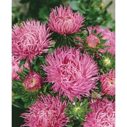 Asters Chinensis - pink - 500 frø - Callistephus chinensis