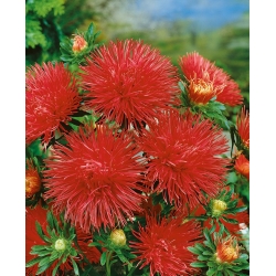 赤い針の花びらアスター -  500種 - Callistephus chinensis  - シーズ