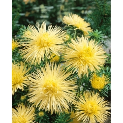 Callistephus chinensis - 500 sementes - amarelo