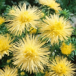Sarı iğne yaprağı çin aster, Yıllık aster - 500 tohum - Callistephus chinensis  - tohumlar
