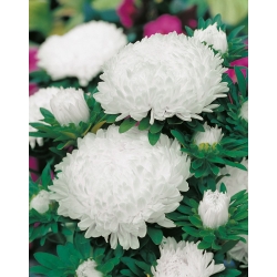 Aster hoa mẫu đơn trắng cao - 500 hạt - Callistephus chinensis 