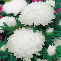 White tall peony aster - 500 seeds