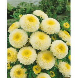 Yellow pompom-flowered aster - 500 seeds
