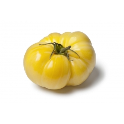 עגבנייה "יופי לבן" - שדה, מגוון לבן - Solanum lycopersicum  - זרעים