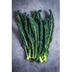 Kale "Tuscan Black" - Variasi jenis Tuscan - 540 biji - Brassica oleracea L. var. sabellica L. - benih