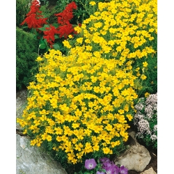 Signet marigold "Lulu" - lemon; marigold emas - Tagetes tenuifolia - benih
