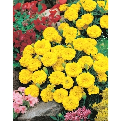 French marigold "Petite Yellow" - 158 seeds