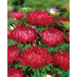 Aster "Duchesse" - bunga merah - 225 biji - Callistephus chinensis 