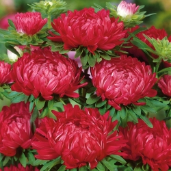 Aster "Duchesse" - κόκκινα άνθη - 225 σπόροι - Callistephus chinensis 