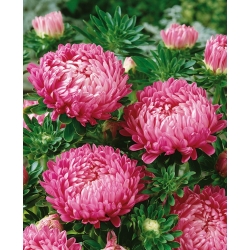 Aster "Duchesse" - pink-flowered - 225 seeds