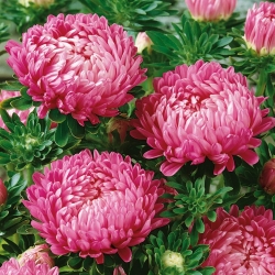 Aster "Duchesse" - pink-flowered - 225 seeds