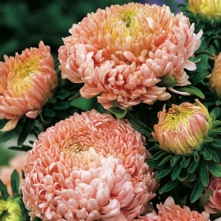 Aster "Duchesse" - oranžovo-ružovo-kvetované - 225 semien - Callistephus chinensis  - semená