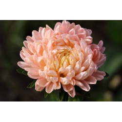 Aster "Duchesse" - orange-pink-flowered - 225 seeds