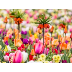 Vương miện màu cam và một hỗn hợp hoa tulip - bộ 18 mảnh - 