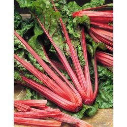 Lehtimangoldi - Rhubarb Chard - punainen - 225 siemenet - Beta vulgaris var. cicla.