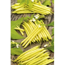 Trpasličí žltá francúzska fazuľa "Tara - Phaseolus vulgaris L. - semená