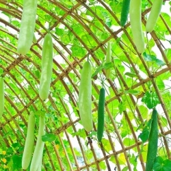 ثعبان القرع البذور - lagenaria siceraria - 10 البذور - ابذرة
