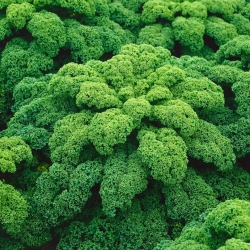 Grönkål - Halbhoher grüner krauser - 300 frön - Brassica oleracea L. var. sabellica L.