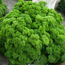 Parsley "Mooskrause 2" - vividly green, frizzled leaves - 1200 seeds