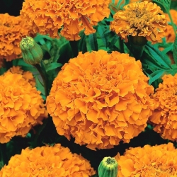 Marigold Deep Orange semená - Tagetes erecta - 300 semien