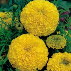 Mexican marigold - golden yellow variety; Aztec marigold - 270 seeds