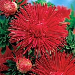 Red needle petal aster - 500 seeds