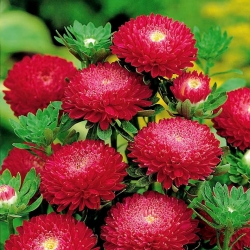 Pom-pom-flowered aster "Bolero" - merah - 225 biji - Callistephus chinensis  - benih