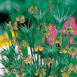 Нигела, Жълт копър Семена от цветя - Nigella orientalis - 250 семена