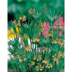 Nigella, Žltý fenikel Semená kvetov - Nigella orientalis - 250 semien