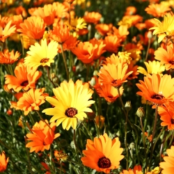 Glandular Cape marigold, Namaqualand margrietiņa, Orange Namaqualand margrietiņa, Dimorphoteca sinuata syn. Dimorphoteca aurantiaca - 450 sēklas - Dimorphotheca aurantiaca
