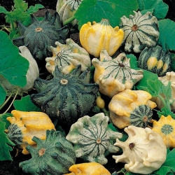 Pumpkin ‘Crown of Thorns’ seeds - Cucurbita pepo - 75 seeds