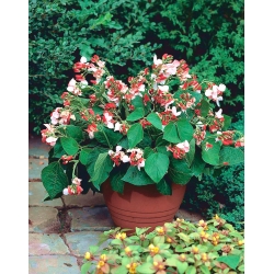 Home Garden - Veliki cvetni francoski fižol "Hestia" - za gojenje v zaprtih prostorih in na balkonu - Phaseolus vulgaris - semena
