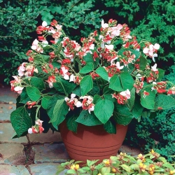 Домашний сад - крупноцветковая французская фасоль "Гестия" - для выращивания в помещении и на балконе - Phaseolus vulgaris - семена