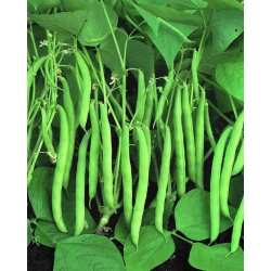 Zelený fazuľový "procesor" - stredne skorá odroda - Phaseolus vulgaris L. - semená