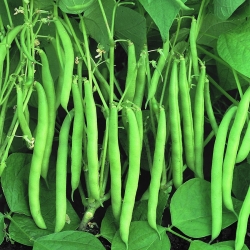 Fréjol - Processor - Phaseolus vulgaris L. - semillas